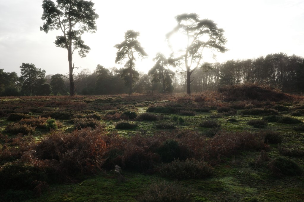 Sunlight coming through trees, Upper Hollesley Common