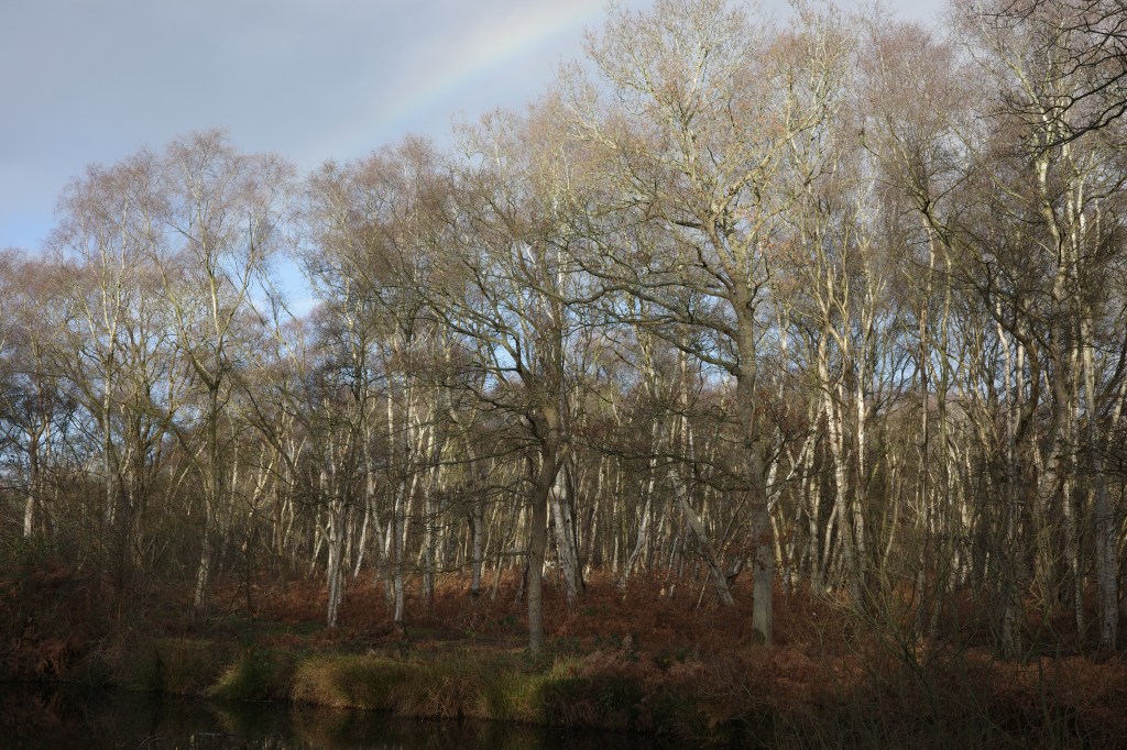 Rainbow over pond, Captain's Wood, Sudbourne